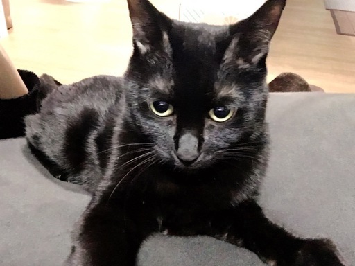 ツンデレな綺麗な顔立ちの黒猫 Lalala 尼崎の猫の里親募集 ジモティー