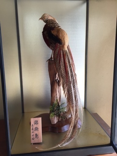 錦鶏鳥 剥製