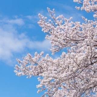 コラボイベント大規模　神田明神　最強後利益神社で葉桜祭り