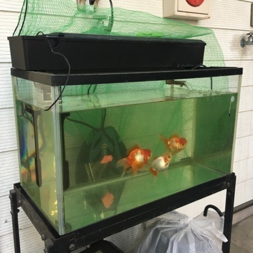 オランダ金魚3匹さしあげます 横浜市or横須賀市お住いの方 平徳 金沢八景のその他の中古あげます 譲ります ジモティーで不用品の処分