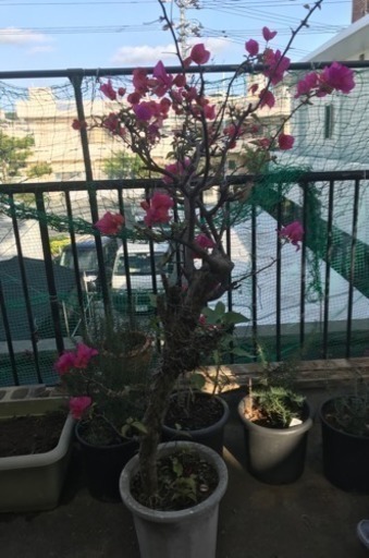 ブーゲンビリア 鉢植え2