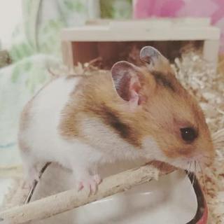 ゴールデン🐹里親さま決定しました✨