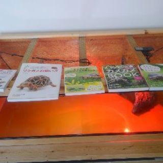 爬虫類ケージとケージ台、ライト、サーモ、ヒーター等飼育セット一式※8万円