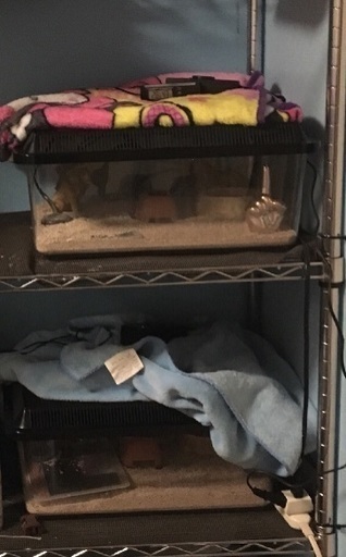 爬虫類飼育用品
