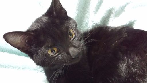 4月8日 日 の譲渡会に出します 黒猫の男の子生後5ヶ月 ゴロゴロベタベタ な性格 みたか123 三鷹の猫の里親募集 ジモティー 4月8日 日 の譲渡会に出します 黒猫の男の子生後5ヶ月 ゴロゴロベタベタ な性格 みたか123 三鷹の猫の里親募集 ジモティー