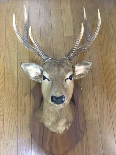 スペシャルオファ 鹿の剥製 置物 News Elegantsite Gr スペシャルオファ 鹿の剥製 置物 News Elegantsite Gr