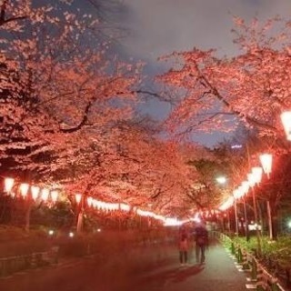 上野公園でお花見🌸🍻🍾 - 台東区