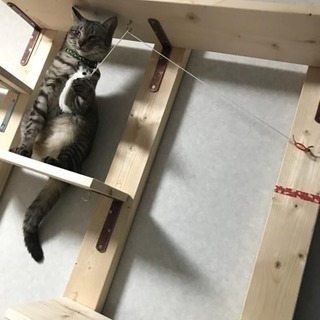 【壁に傷をつけない】キャットウォークオーダーメイドします