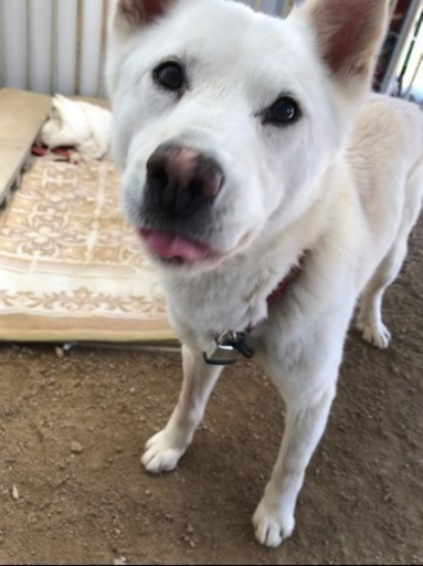 紀州犬 血統書付き 里親さん急募 しまちゃんのしっぽ 今治のその他の里親募集 ジモティー
