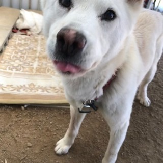 紀州犬（血統書付き）里親さん急募‼️