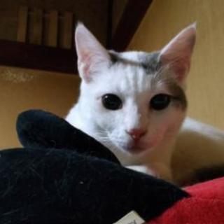 白猫灰ブチの雄猫 ０才7ヶ月
