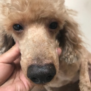ミニチュアプードル 里親募集 ジモティー ミニチュアプードル 里親募集 ジモティー