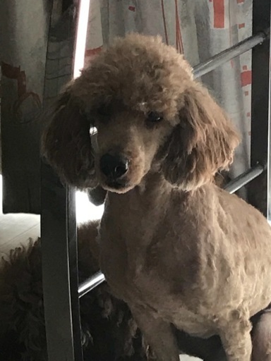 7歳ミディアムサイズのミニチュアプードル成犬 ふぁんた 寺本のプードルの里親募集 ジモティー 7歳ミディアムサイズのミニチュアプードル成犬 ふぁんた 寺本のプードルの里親募集 ジモティー