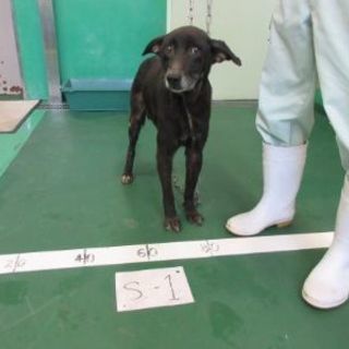 ② 沖縄の収容犬🐶4/9