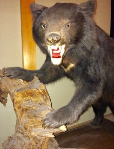 ツキノワグマの剥製