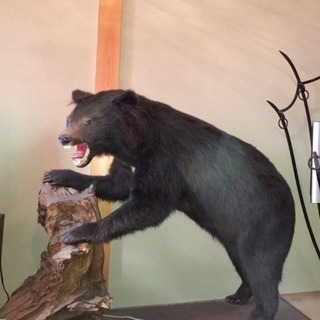 ツキノワグマ　下顎 即納☆お勧め！☆ツキノワグマの頭骨 ☆ F 岐阜県捕獲 - 頭骨