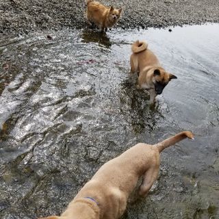 ５月３日・４日福生市中央公園　ミュージックロジスト - 西多摩郡