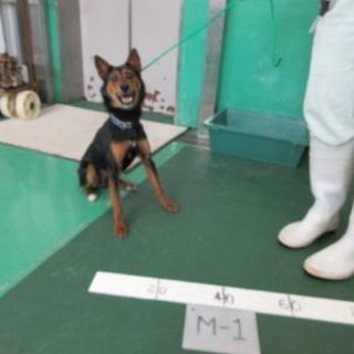 ④ 沖縄の収容犬🐶期限4/9まで🐶