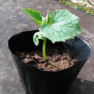 きゅうり苗１００円 Nekofarm 足柄下のその他の中古あげます 譲ります ジモティーで不用品の処分