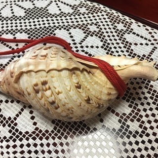 ほら貝の笛 Alba Com Gt