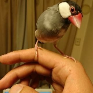 文鳥 里親募集(^-^)