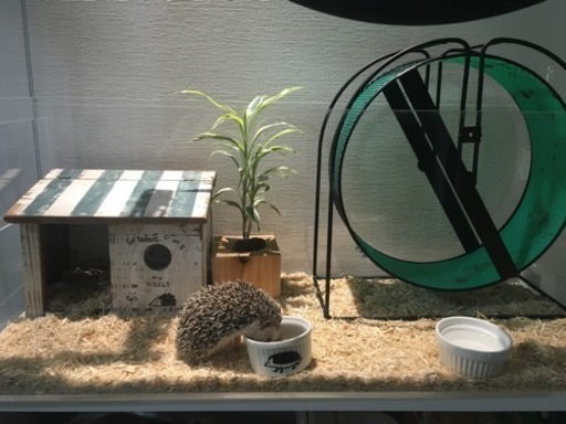 ハリネズミ飼育セット