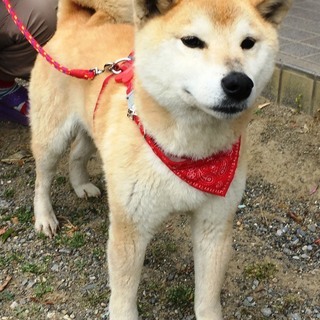 ❤可愛い柴犬のタラちゃんです