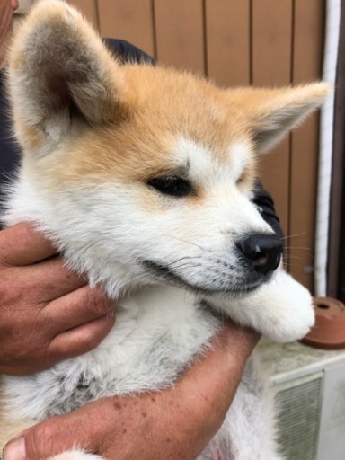 元気な3ヶ月の秋田犬の男の子 とも 水海道のその他の里親募集 ジモティー