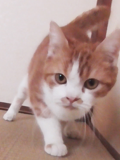 マンチカン足長の9ヶ月の男の子です。 (まつてつ) 松戸の猫の