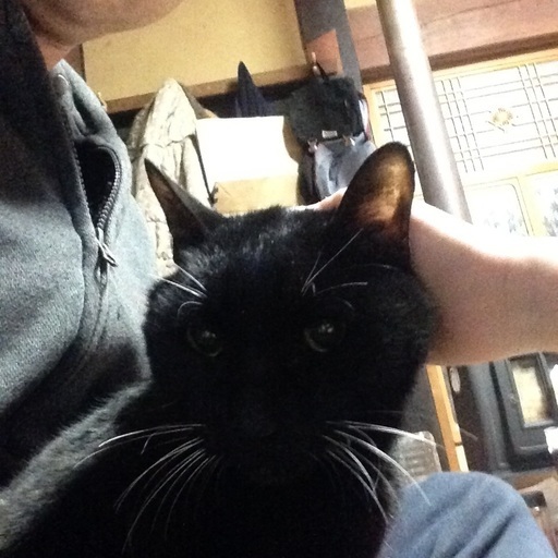 穏やかな黒猫 Katsuhiko 神崎の猫の里親募集 ジモティー