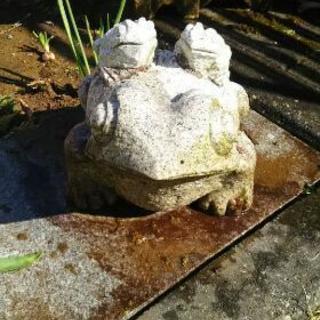 庭石   カエル