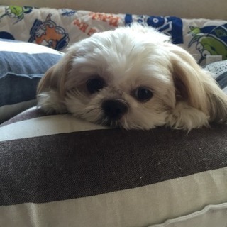 里親になってください 泣 モプモプ 青森の犬の里親募集 ジモティー 里親になってください 泣 モプモプ 青森の犬の里親募集 ジモティー