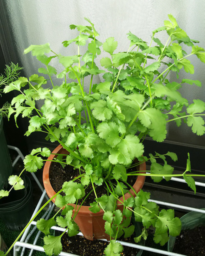 パクチーの鉢植え しろねこ 柏のその他の中古あげます 譲ります ジモティーで不用品の処分