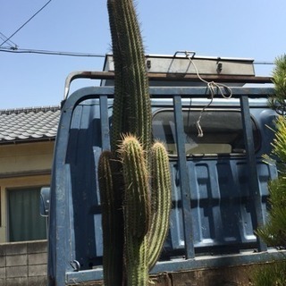 柱サボテン XL 【首都圏限定】| 観葉植物通販 AND PLANTS