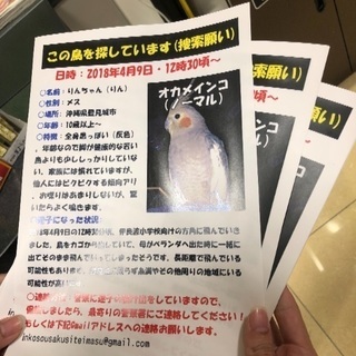 【捜索願オカメインコ】沖縄県豊見城市にて - 豊見城市