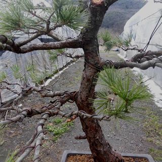 盆栽 樹齢古い吾妻五葉松 発送 引き渡し
