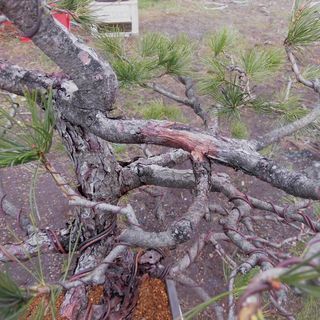 盆栽 樹齢古い吾妻五葉松 発送 引き渡し