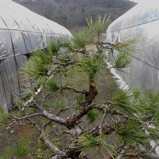 吾妻五葉松　短葉　樹齢約40年　実生 山採り赤松 文人木 盆栽】 樹齢：約40年 樹高：32㎝ 樹幅：70