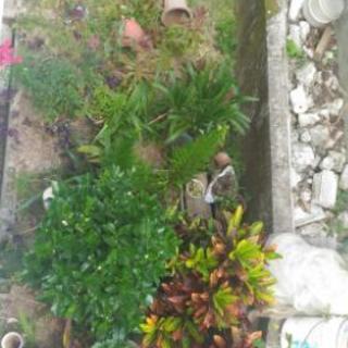 植物、石、植木鉢