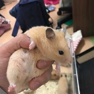 可愛いキンクマハムスター ヒデちゃん 向ヶ丘遊園のその他の里親募集 ジモティー 可愛いキンクマハムスター ヒデちゃん 向ヶ丘遊園のその他の里親募集 ジモティー