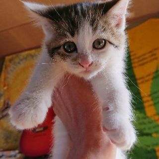 生後二ヶ月の子猫の里親になっていただけないでしょうか( ´•ω•) - 猫