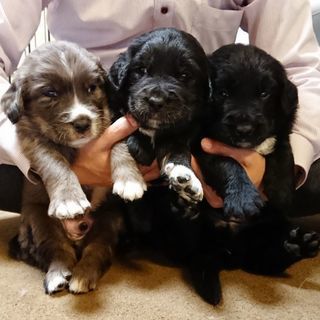 【面会わざわざありがとうございました】子犬生後4週目ゴールデンと...