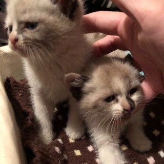 生後1ヶ月の子猫 - 猫