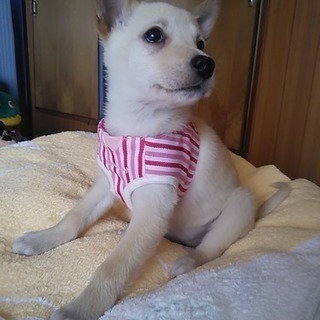 素直で可愛いマユちゃん、二カ月❗️ - 犬