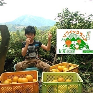 甘夏狩りイベントスタッフ