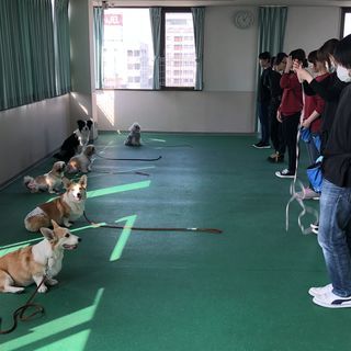 しつけ教室や夜間コース始めます！神戸愛犬美容専門学院姫路校