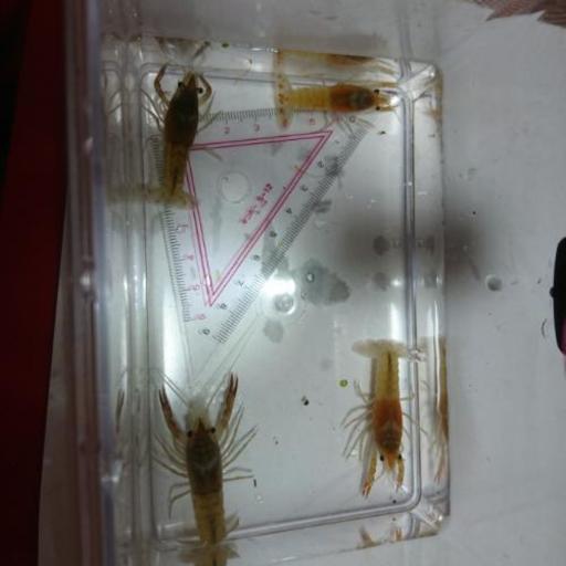 高級ザリガニ タイゴーストベビー オレンジ系 4cm カイト 加古川のその他の中古あげます 譲ります ジモティーで不用品の処分