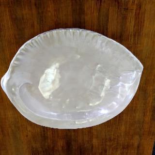 アワビ貝の形の大皿　12枚