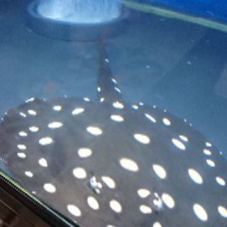 【アロワナの混泳に！】ダイヤ ハイブリッド