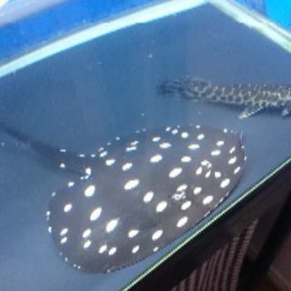 【アロワナの混泳に！】ダイヤ ハイブリッド